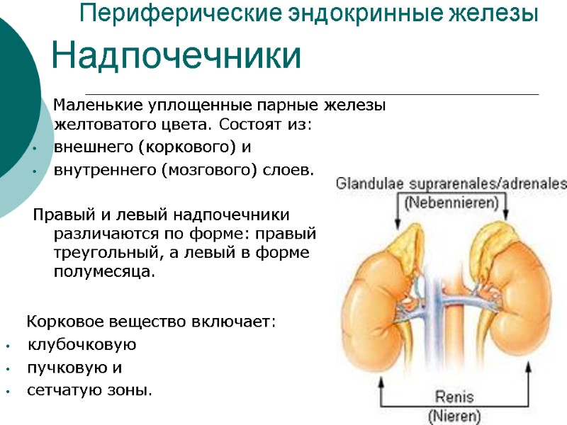 Периферические эндокринные железы    Маленькие уплощенные парные железы желтоватого цвета. Состоят из: